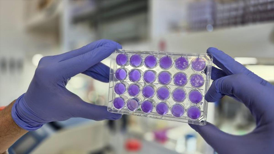 Descubren mecanismo de replicación común en virus del dengue, Zika y fiebre amarilla