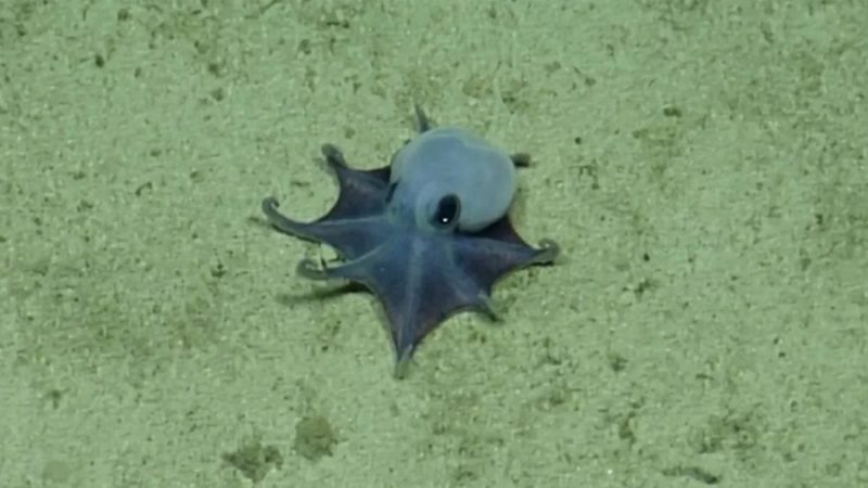 Azul y miniatura: descubren nueva especie de pulpo en Galápagos