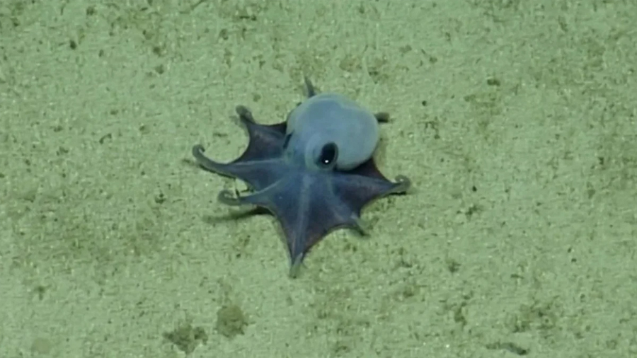 Azul y miniatura: descubren nueva especie de pulpo en Galápagos