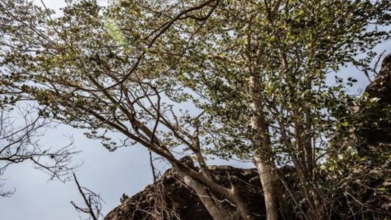 El misterioso árbol cuyo corazón da madera de color morado: solo crece en México y está en peligro de extinción
