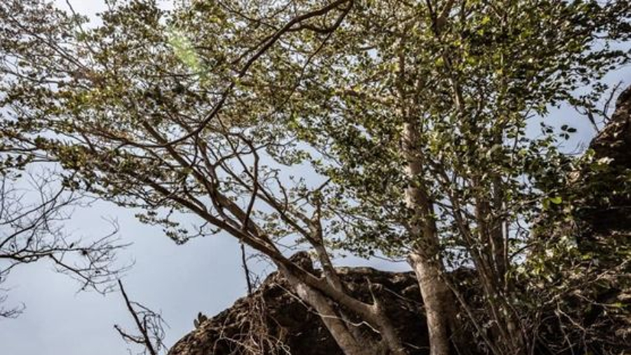El misterioso árbol cuyo corazón da madera de color morado: solo crece en México y está en peligro de extinción
