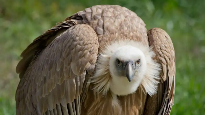 Científicos descubren por primera vez a buitres nativos devorando huevos de una temida especie invasora del sur de EU