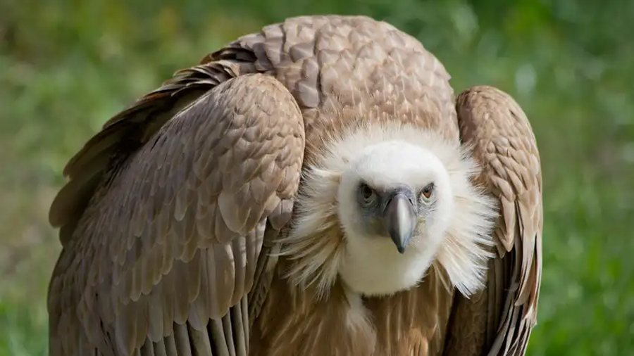 Científicos descubren por primera vez a buitres nativos devorando huevos de una temida especie invasora del sur de EU