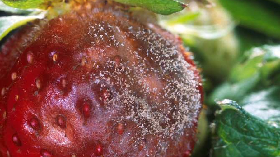 El secreto del hongo que infecta a infinidad de especies vegetales