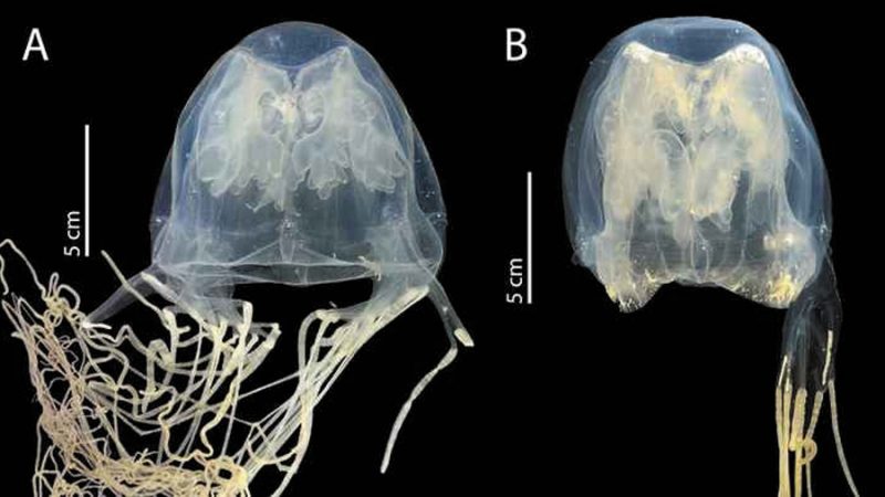 Descubren en Singapur una nueva especie de medusa cubo venenosa