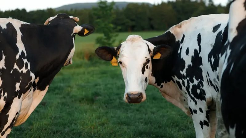 Descubren por qué la Influenza Aviar H5N1 afecta ubres en bovinos lecheros