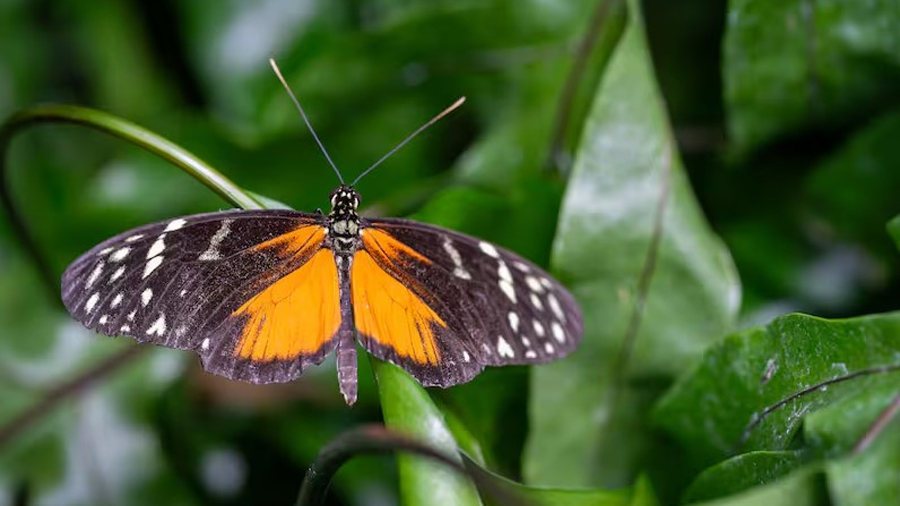 Descubren una mariposa que casi no envejece