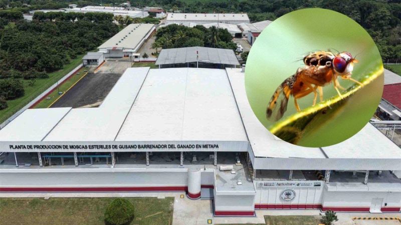 México y Estados Unidos inauguran planta de moscas estériles en Chiapas
