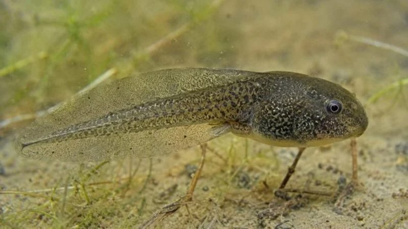 Los investigadores descubren el secreto de la expansión en Uruguay de una de las especies invasoras más agresivas del mundo