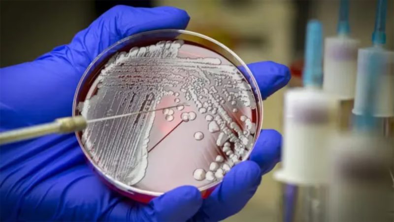 Descubren la manikomicina, un prometedor antibiótico que elimina bacterias resistentes