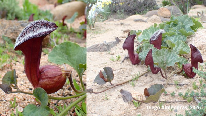 Descubren tres nuevas especies de ‘orejas de zorro’ en Chile