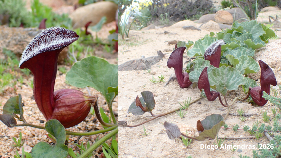 Descubren tres nuevas especies de ‘orejas de zorro’ en Chile