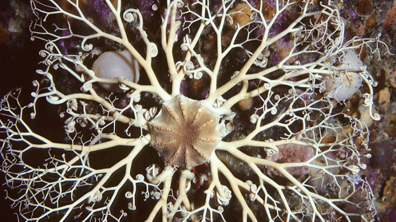 Hallazgo sin precedentes: científicos vigueses descubren el primer ejemplar vivo de ‘estrella cesta’ en Galicia