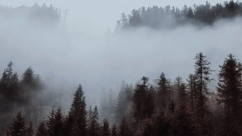 La niebla no es lo que creías: científicos descubren vida donde nadie imaginaba encontrarla