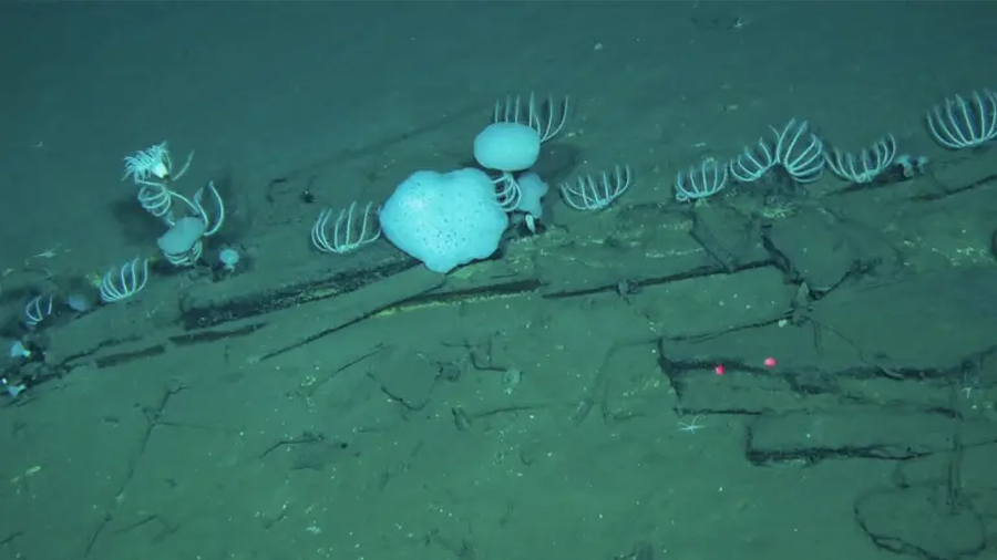 Científicos chinos descubren el mayor cementerio de ballenas en el mundo