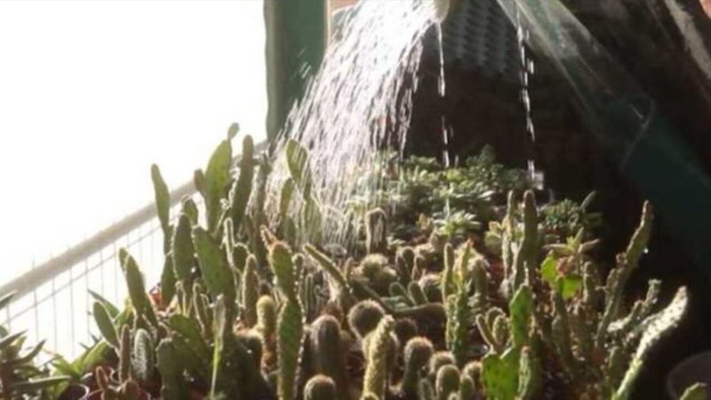 Los investigadores no dan crédito: crean un sensor con grafeno que mide en tiempo real si una planta necesita agua