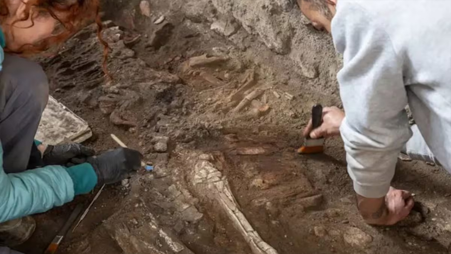 Impactante hallazgo en Pompeya: encontraron dos caballos sepultados vivos dentro de una panadería romana