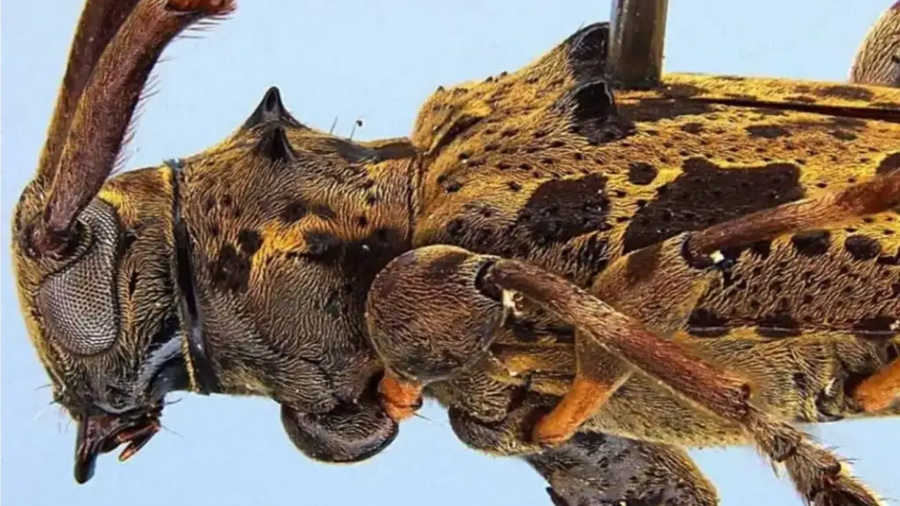 Investigador de la Universidad de Panamá descubre nueva especie de escarabajo y la dedica al Centro Regional Universitario de Colón