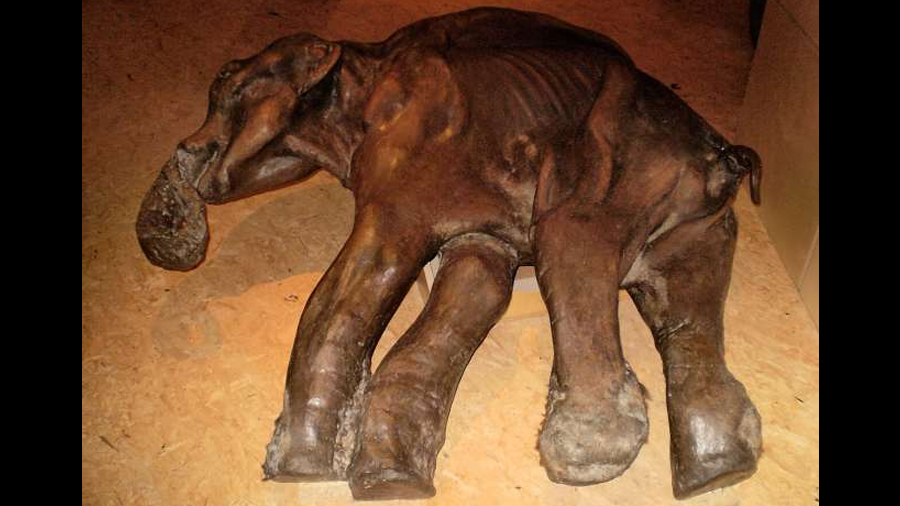 La ciencia real tras la desextinción del mamut lanudo