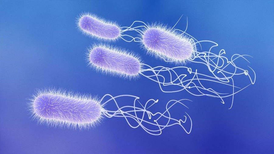 Investigadores españoles crean una prueba que detecta una superbacteria en 4 horas