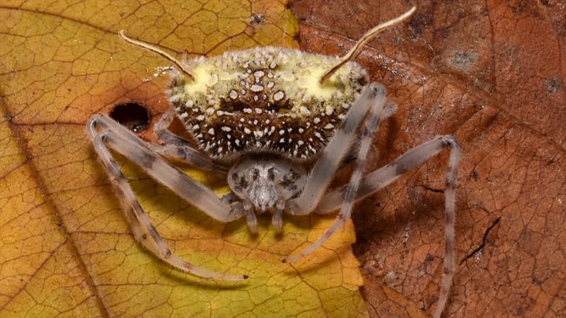 Descubren en la Amazonía de Ecuador una araña nueva, Taczanowskia waska, que se disfraza de hongo para sobrevivir