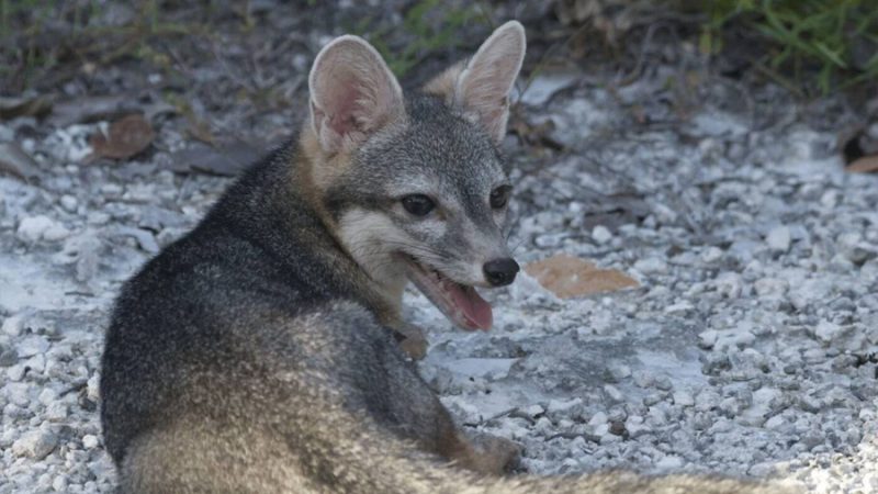 Graban en una isla de México a un mamífero enano que se creía extinto desde hacía 25 años