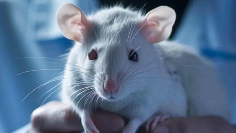 Científicos crean riñones de rata, un avance para la generación de órganos humanos