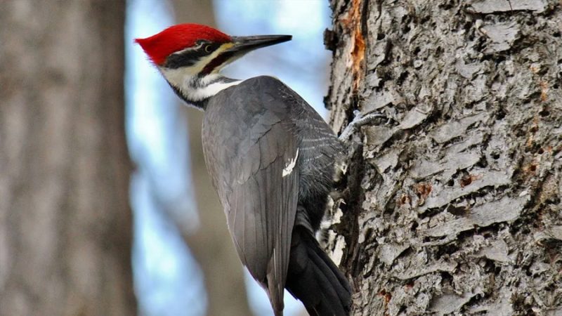 Descubren cómo los pájaros carpinteros soportan impactos extremos sin perder estabilidad