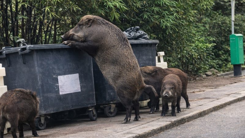 Los expertos analizan 400 ejemplares y confirman que los jabalíes urbanos y rurales son genéticamente distintos