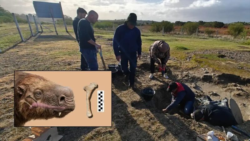 Hallazgo en San Pedro: descubren un fósil único en Argentina de un perezoso gigante que vivió hace 200.000 años