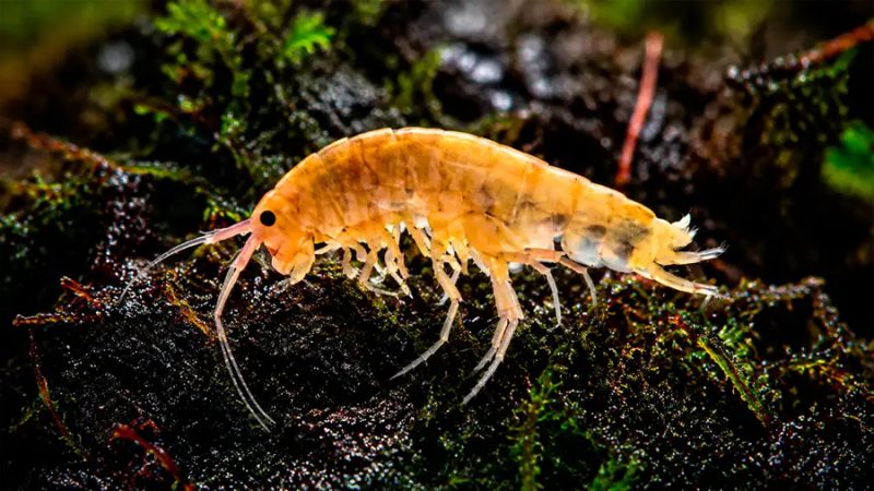 Científicos se adentran en una montaña inexplorada y descubren una criatura marina viviendo tierra adentro