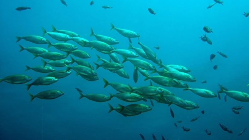Investigadores españoles alimentan peces de granja con restos de cerveza