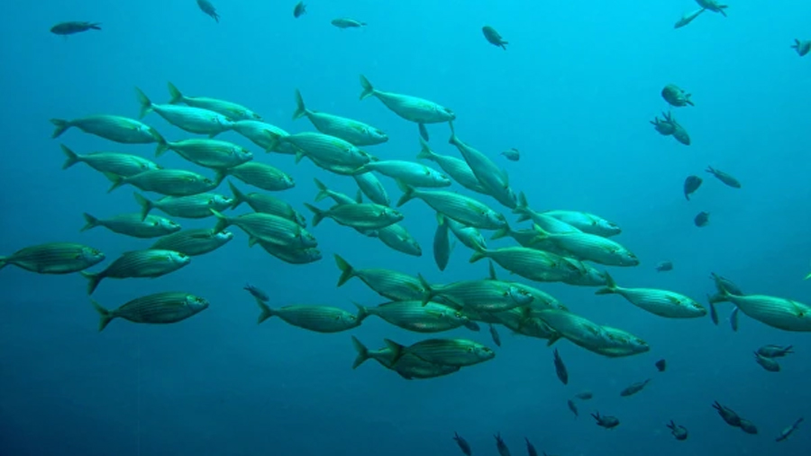 Investigadores españoles alimentan peces de granja con restos de cerveza