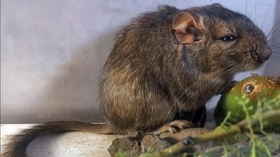 Descubren en Córdoba una nueva especie de roedor única en el mundo