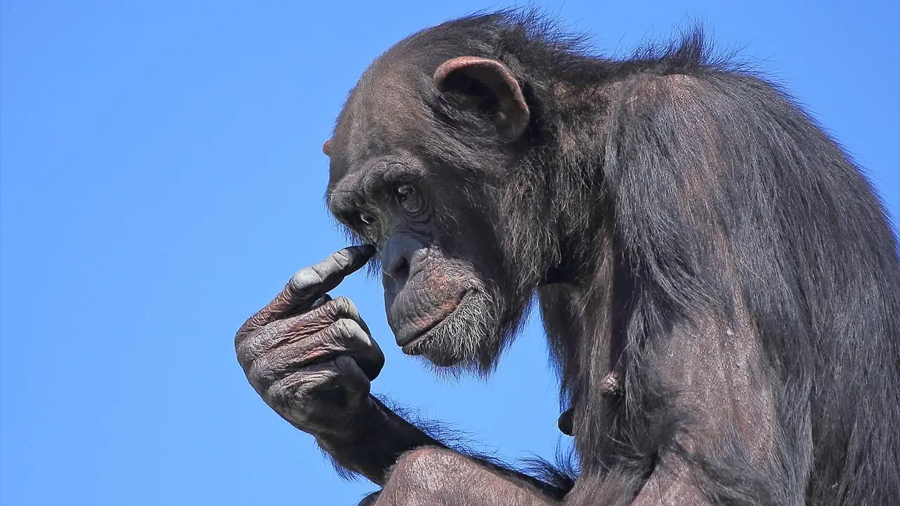 ‘Nunca habíamos visto esto’: los chimpancés crean su propia moda revolucionaria