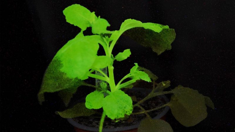 Plantas centinela que se iluminan al ser infectadas ayudan a detectar plagas