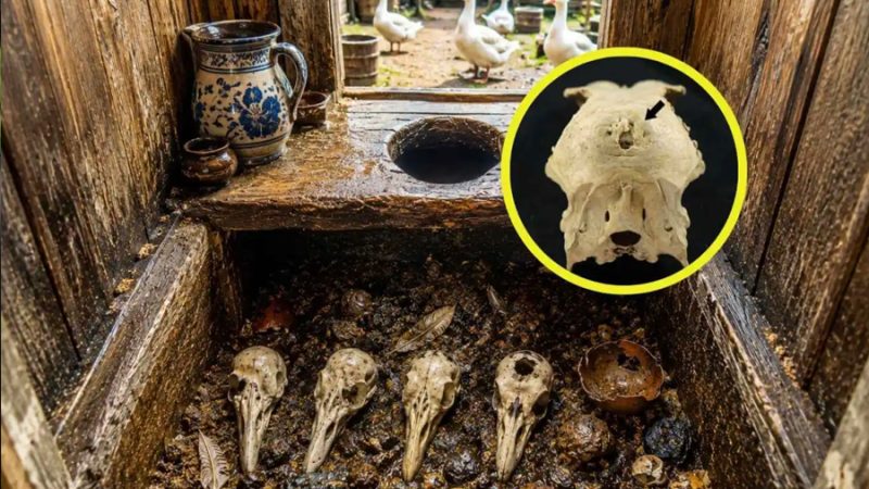 Una letrina del siglo XVII destapa el secreto más incómodo de la nobleza: criaban gansos deformes por pura vanidad