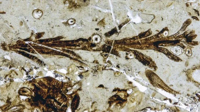 Santa Cruz: descubrieron una planta de hace 150 millones de años con una preservación única en el mundo