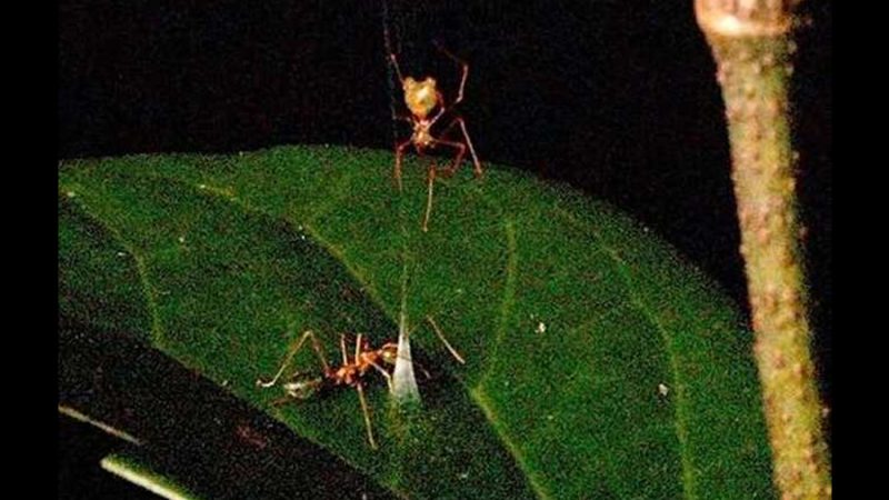 Arañas que confeccionan trampas con resorte para atrapar hormigas