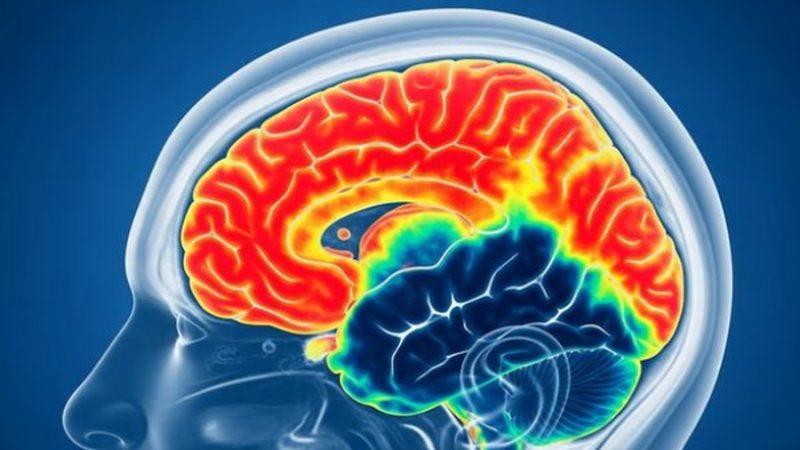 Descubren un mecanismo de muerte celular asociado al Alzheimer