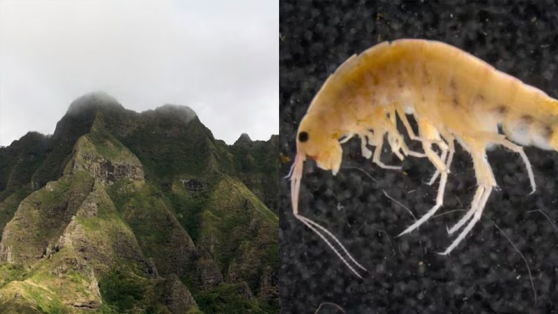 Expedición científica en una remota montaña permitió descubrir un extraño animal desaparecido durante más de 60 años