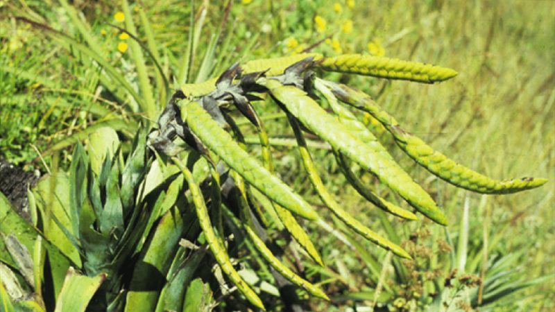 Descubren dos nuevas especies de bromelias en los Andes de Ecuador