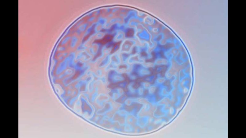 Replantean el origen de nuestras células como una historia de alianzas microbianas