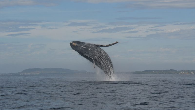 El misterio de las ballenas jorobadas del mar Arábigo: 70,000 años en una franja costera