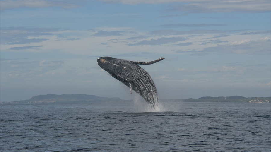 El misterio de las ballenas jorobadas del mar Arábigo: 70,000 años en una franja costera