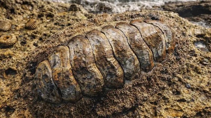 Científicos descubren una nueva especie de ‘fósil viviente’ que apenas ha cambiado en 300 millones de años