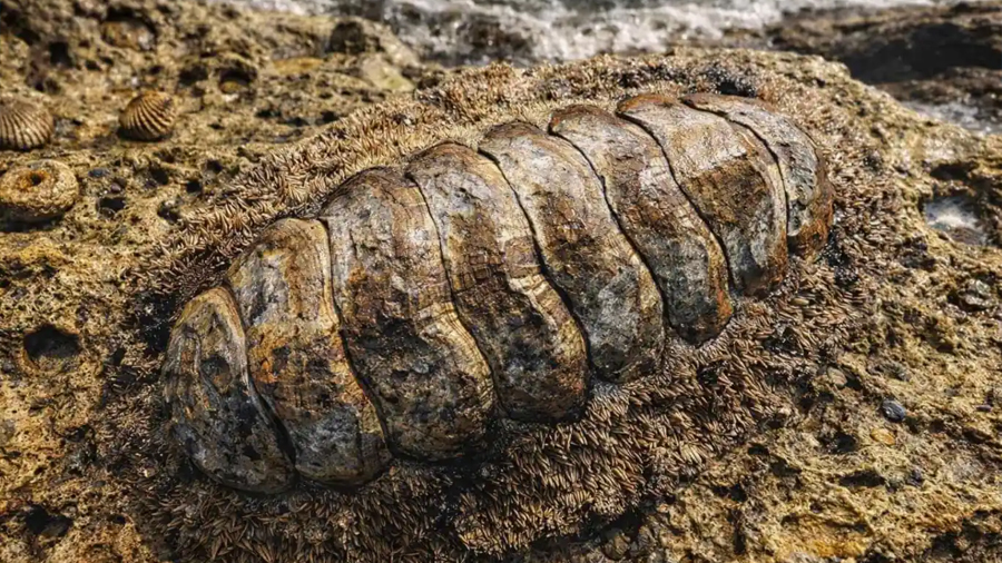 Científicos descubren una nueva especie de ‘fósil viviente’ que apenas ha cambiado en 300 millones de años