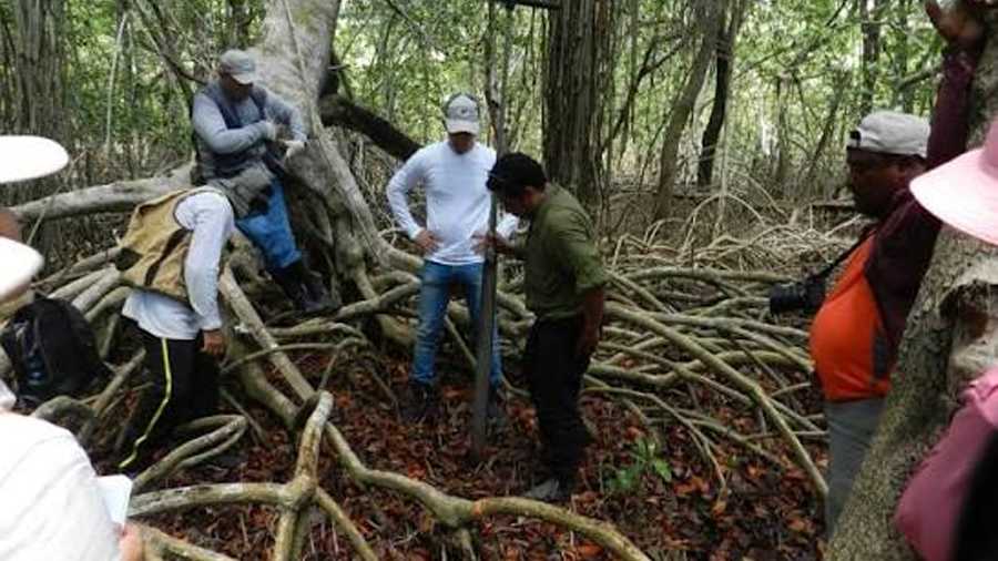 Crean red de Carbono Azul para la conservación de manglares en Yucatán