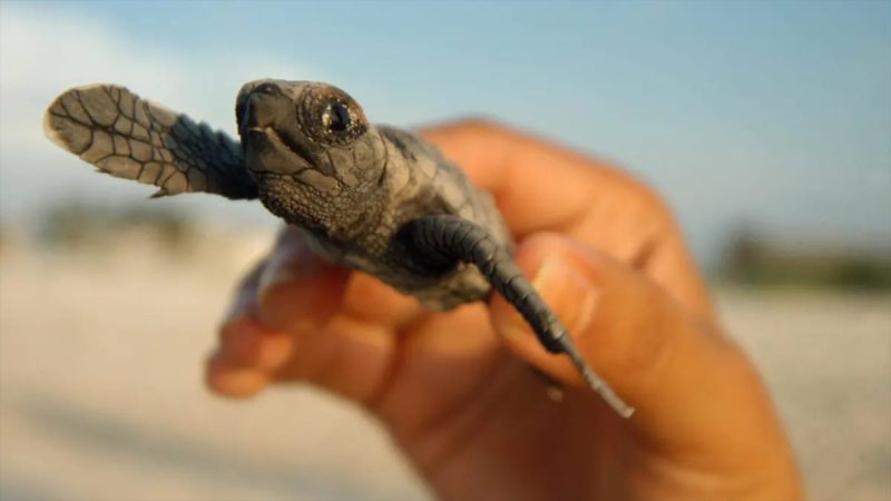 Las tortugas están perdiendo la playa