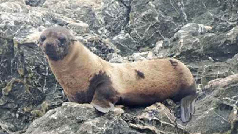 Alertan sobre alopecia en lobos finos de Guadalupe